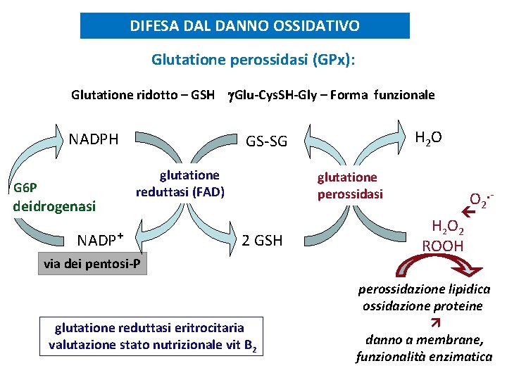 DIFESA DAL DANNO OSSIDATIVO Glutatione perossidasi (GPx): Glutatione ridotto – GSH g. Glu-Cys. SH-Gly