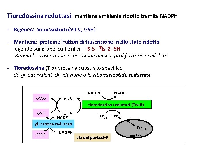 Tioredossina reduttasi: mantiene ambiente ridotto tramite NADPH - Rigenera antiossidanti (Vit C, GSH) -