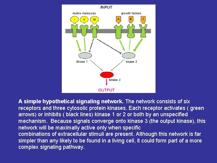 A simple hypothetical signaling network. The network consists of six receptors and three cytosolic