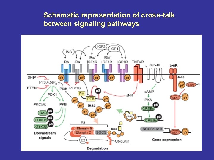 Schematic representation of cross-talk between signaling pathways 