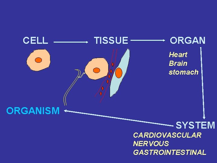 CELL TISSUE ORGAN Heart Brain stomach ORGANISM SYSTEM CARDIOVASCULAR NERVOUS GASTROINTESTINAL 