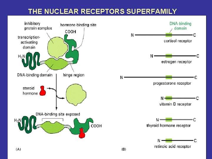 THE NUCLEAR RECEPTORS SUPERFAMILY 