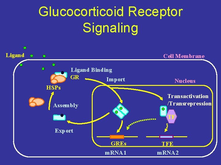 Glucocorticoid Receptor Signaling Ligand Cell Membrane Ligand Binding GR Import HSPs Nucleus Transactivation /Transrepression