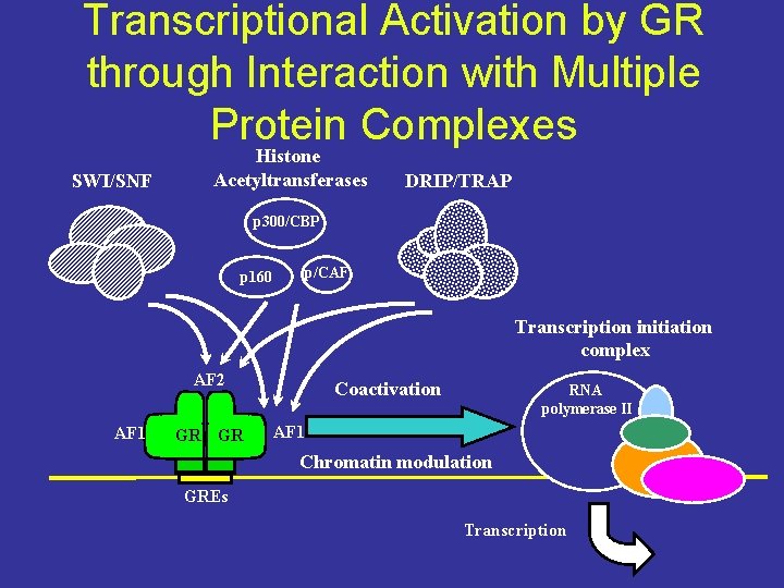 Transcriptional Activation by GR through Interaction with Multiple Protein Complexes SWI/SNF Histone Acetyltransferases DRIP/TRAP