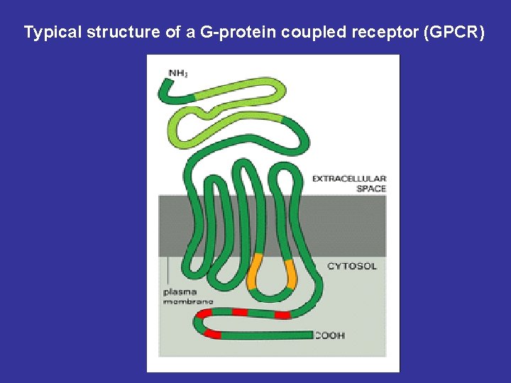 Typical structure of a G-protein coupled receptor (GPCR) 