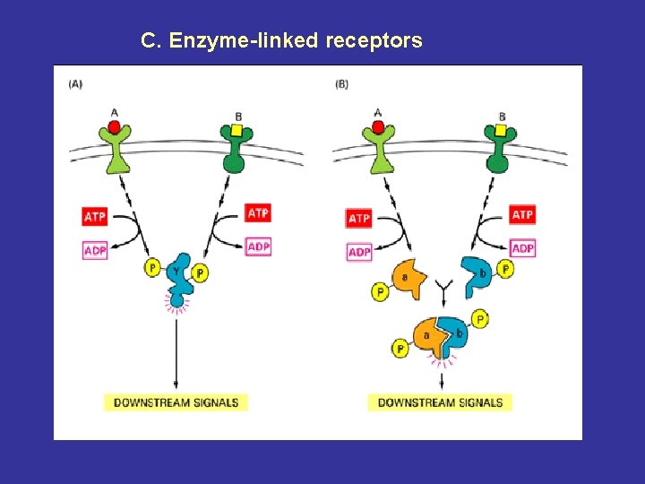 C. Enzyme-linked receptors 