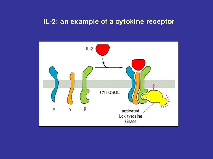 IL-2: an example of a cytokine receptor 