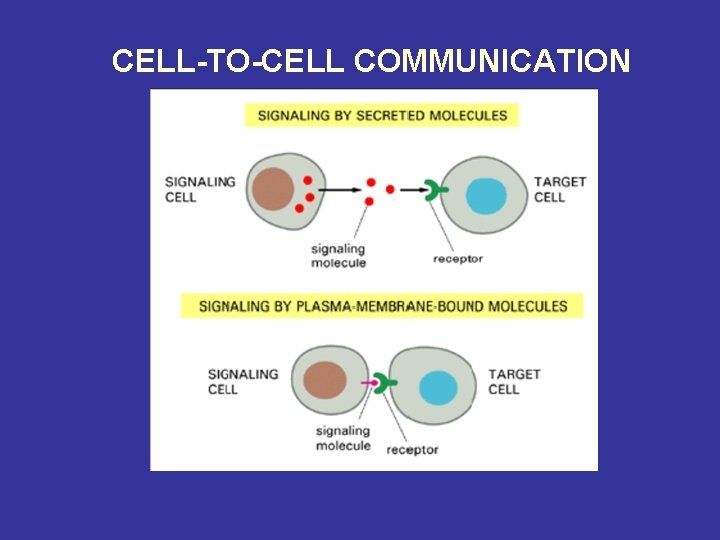 CELL-TO-CELL COMMUNICATION 