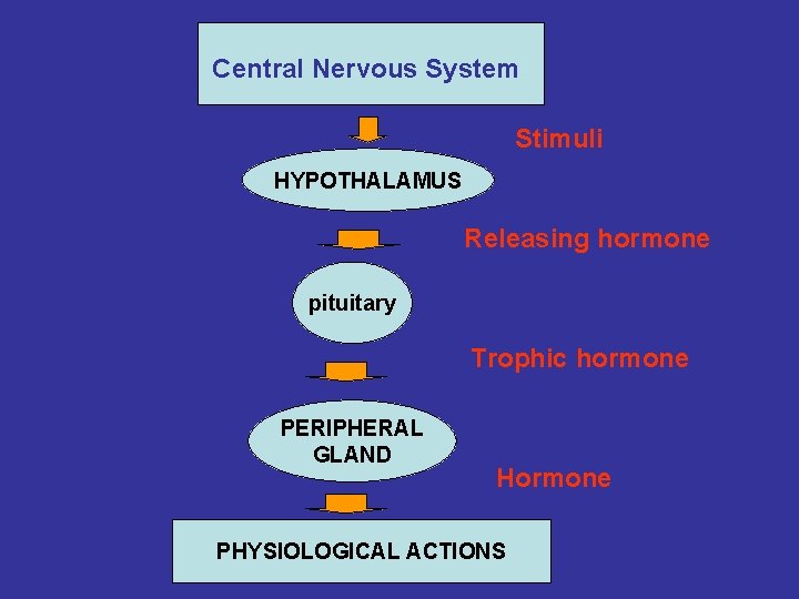 Central Nervous System Stimuli HYPOTHALAMUS Releasing hormone pituitary Trophic hormone PERIPHERAL GLAND Hormone PHYSIOLOGICAL
