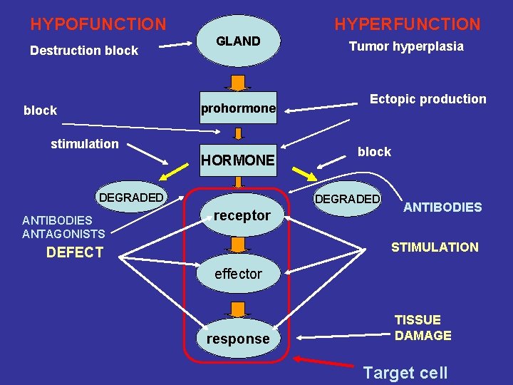 HYPOFUNCTION Destruction block HYPERFUNCTION GLAND prohormone block stimulation HORMONE DEGRADED ANTIBODIES ANTAGONISTS Tumor hyperplasia