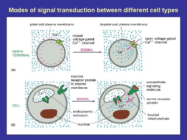 Modes of signal transduction between different cell types 