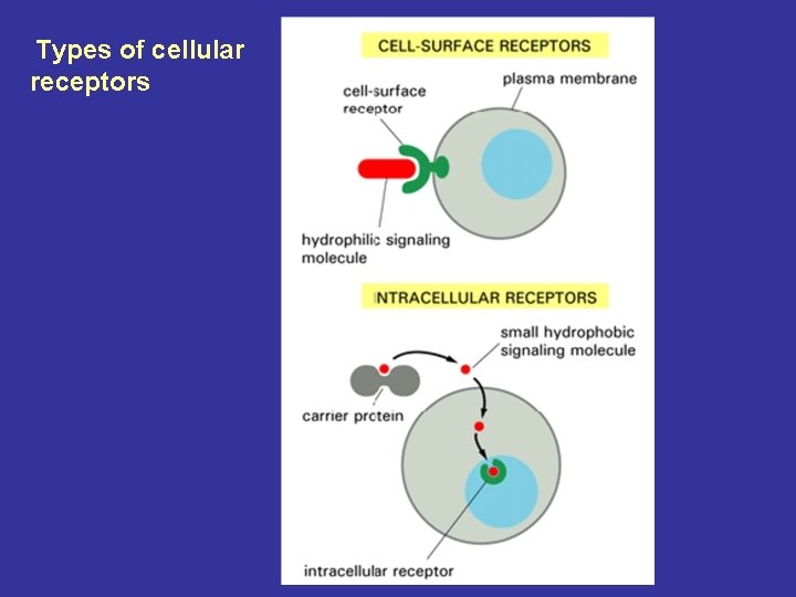 Types of cellular receptors 