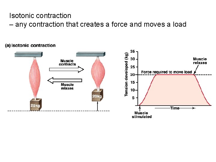 Isotonic contraction – any contraction that creates a force and moves a load 