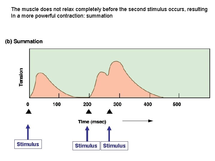 The muscle does not relax completely before the second stimulus occurs, resulting In a