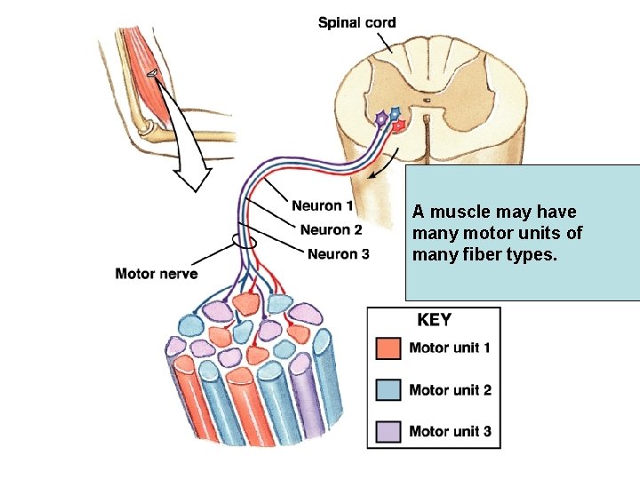 A muscle may have many motor units of many fiber types. 