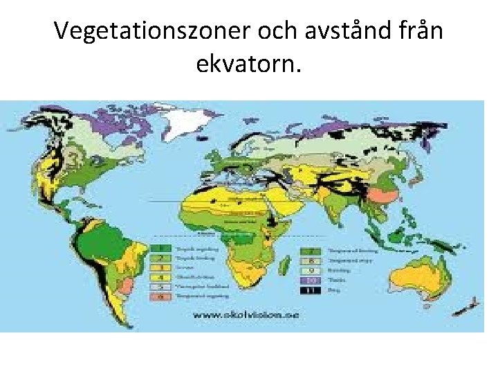 Vegetationszoner och avstånd från ekvatorn. 