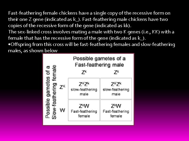 Fast-feathering female chickens have a single copy of the recessive form on their one