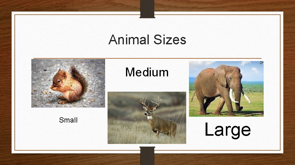 Animal Sizes Medium Small Large 