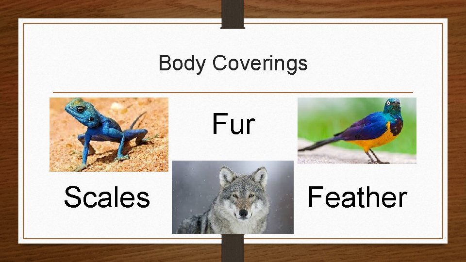 Body Coverings Fur Scales Feather 