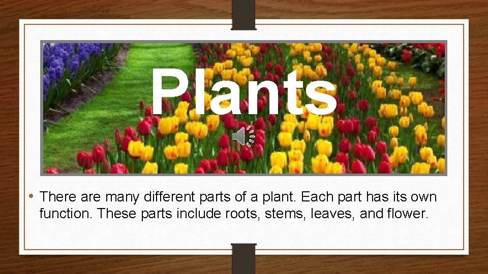 Plants • There are many different parts of a plant. Each part has its