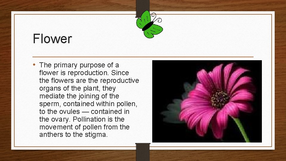 Flower • The primary purpose of a flower is reproduction. Since the flowers are