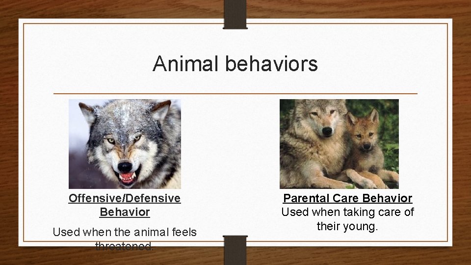 Animal behaviors Offensive/Defensive Behavior Used when the animal feels threatened. Parental Care Behavior Used