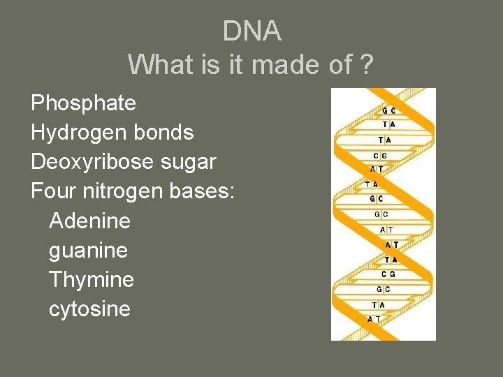 DNA What is it made of ? Phosphate Hydrogen bonds Deoxyribose sugar Four nitrogen
