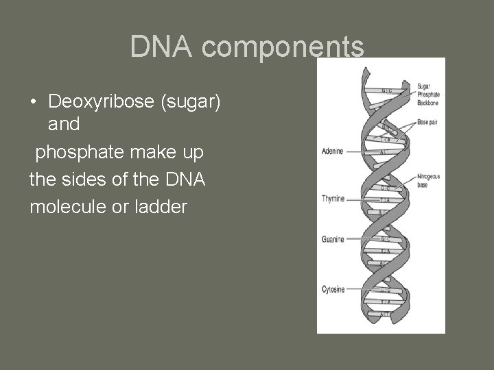 DNA components • Deoxyribose (sugar) and phosphate make up the sides of the DNA