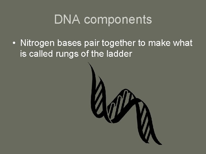 DNA components • Nitrogen bases pair together to make what is called rungs of