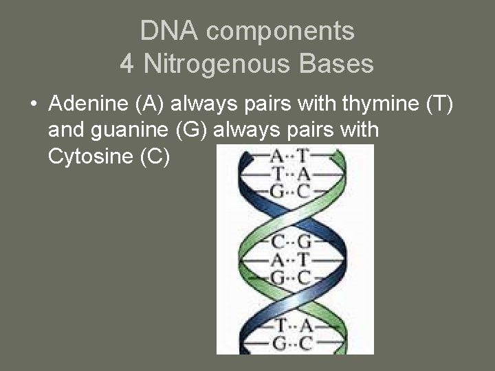 DNA components 4 Nitrogenous Bases • Adenine (A) always pairs with thymine (T) and