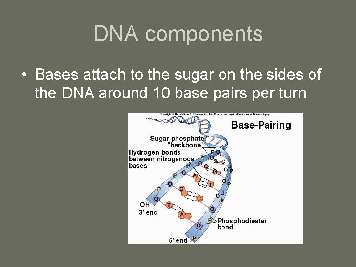 DNA components • Bases attach to the sugar on the sides of the DNA