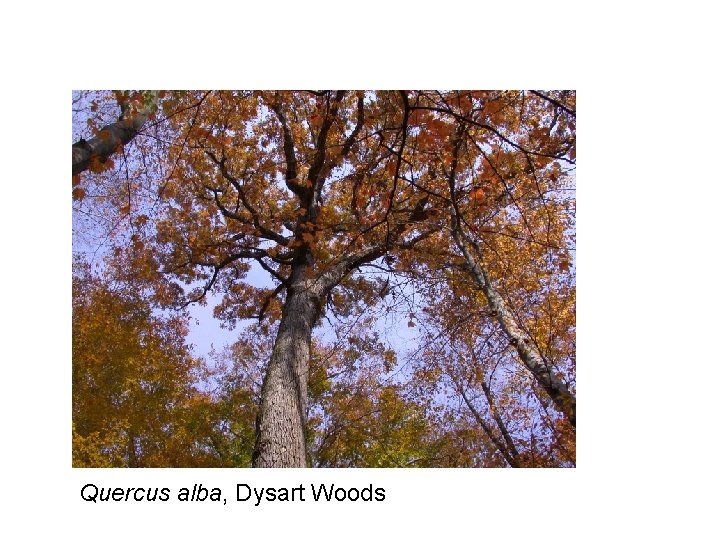 Quercus alba, Dysart Woods 