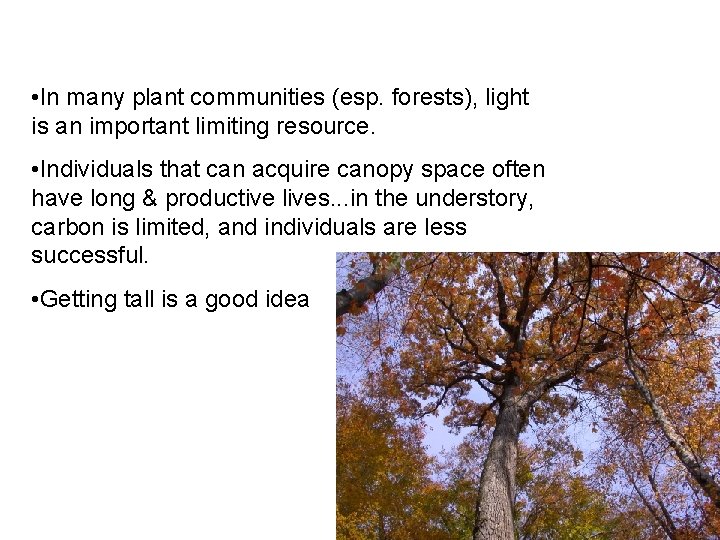  • In many plant communities (esp. forests), light is an important limiting resource.