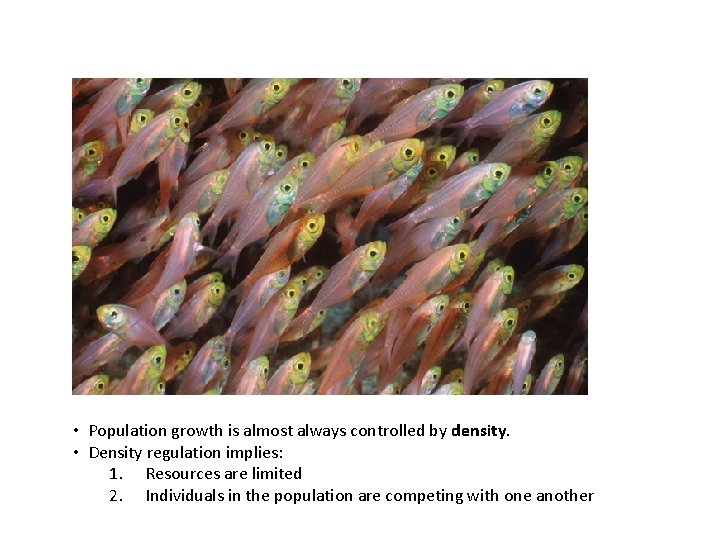  • Population growth is almost always controlled by density. • Density regulation implies: