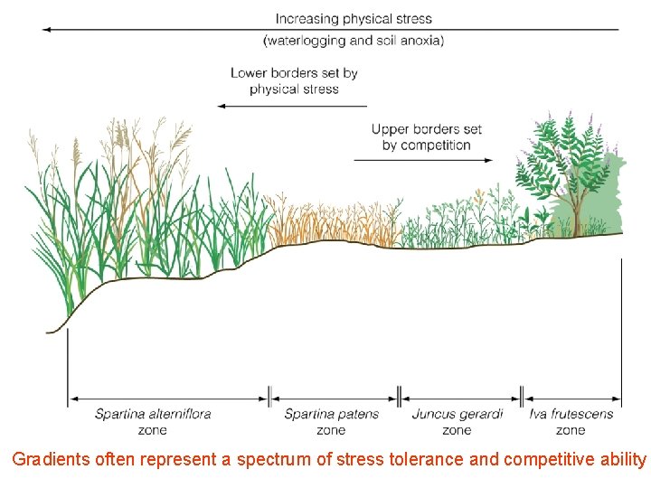 Gradients often represent a spectrum of stress tolerance and competitive ability 