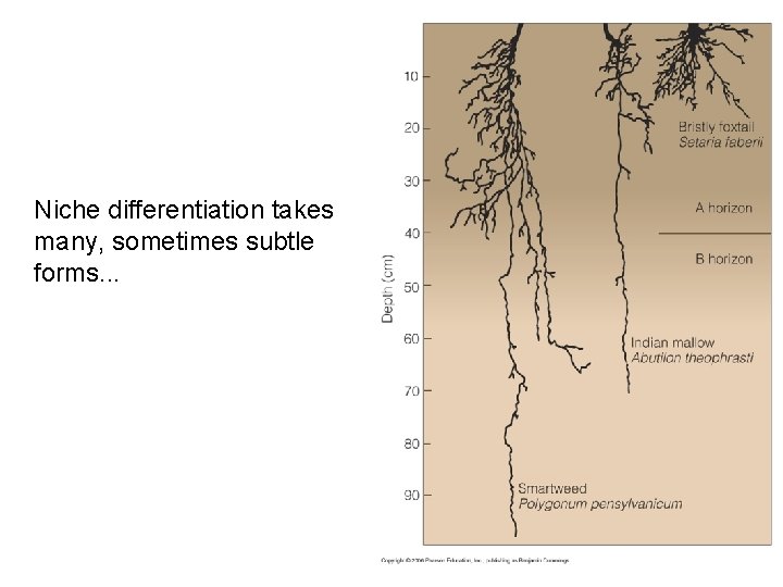 Niche differentiation takes many, sometimes subtle forms. . . 