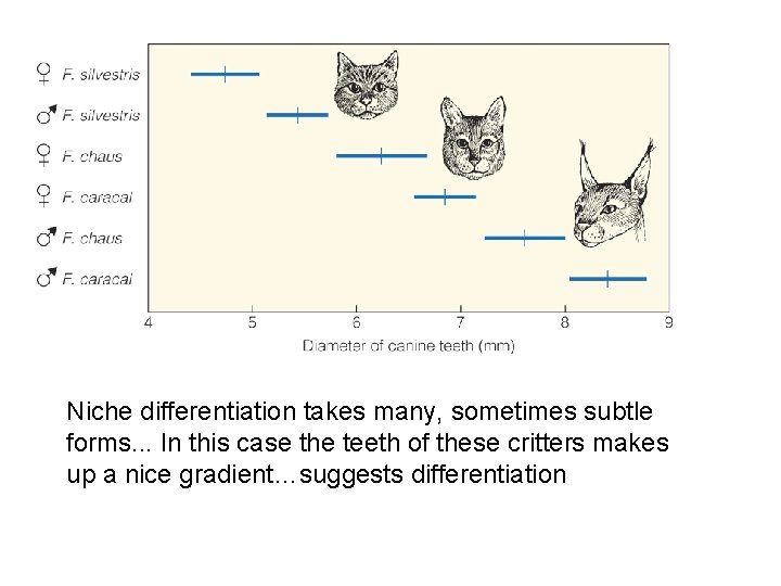 Niche differentiation takes many, sometimes subtle forms. . . In this case the teeth