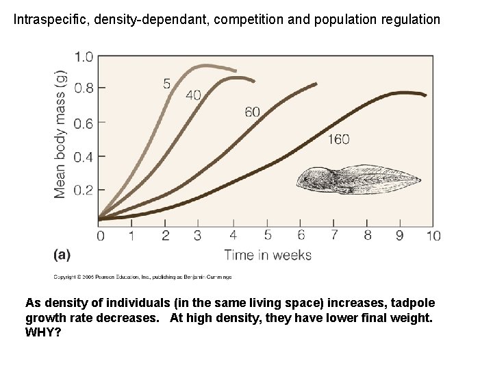 Intraspecific, density-dependant, competition and population regulation As density of individuals (in the same living