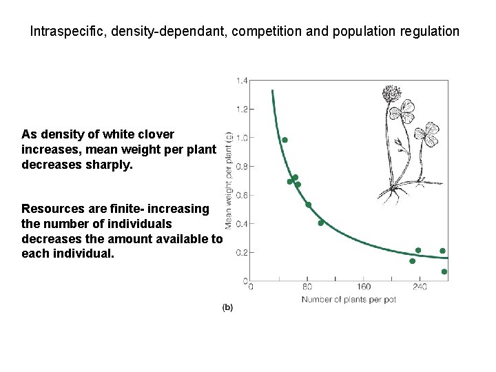 Intraspecific, density-dependant, competition and population regulation As density of white clover increases, mean weight
