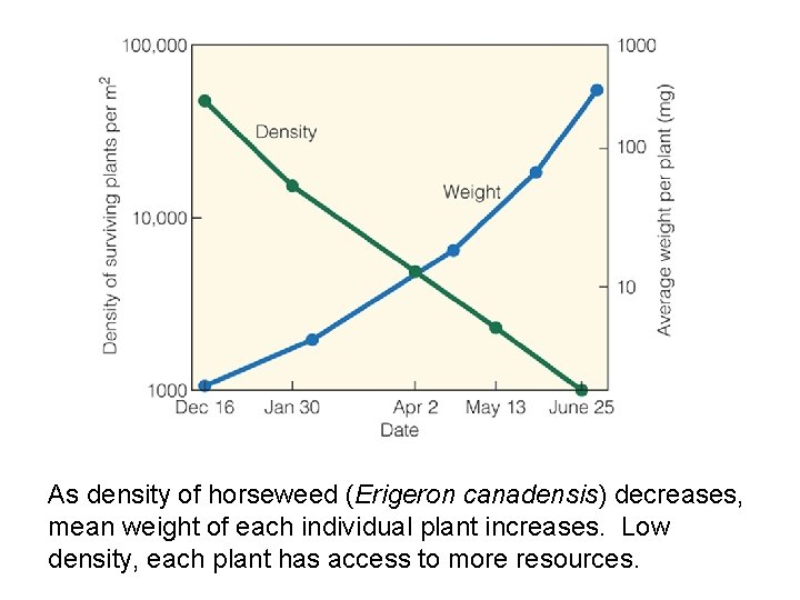As density of horseweed (Erigeron canadensis) decreases, mean weight of each individual plant increases.