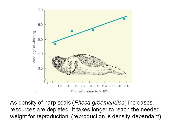 As density of harp seals (Phoca groenlandica) increases, resources are depleted- it takes longer
