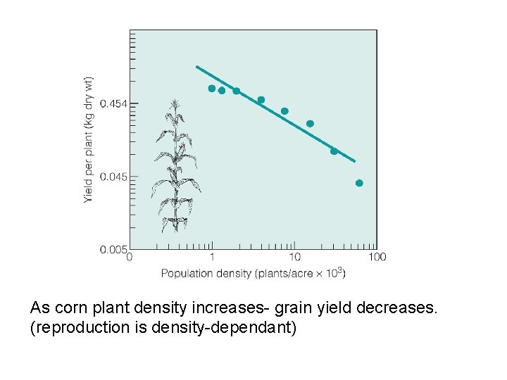 As corn plant density increases- grain yield decreases. (reproduction is density-dependant) 