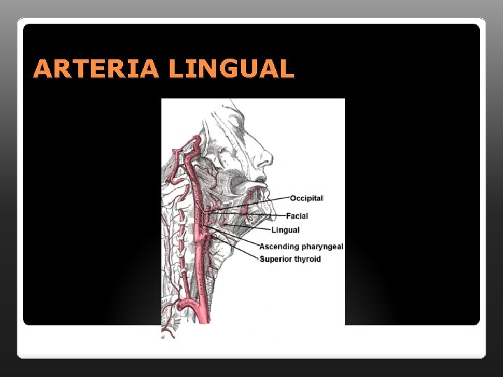 ARTERIA LINGUAL 