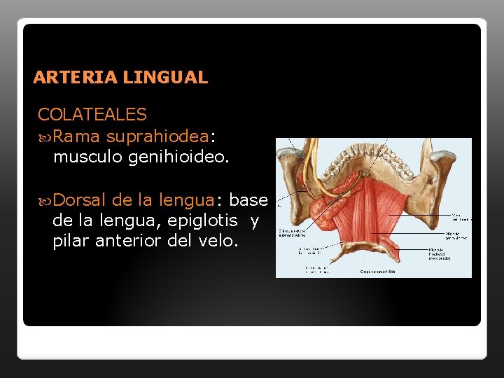 ARTERIA LINGUAL COLATEALES Rama suprahiodea: musculo genihioideo. Dorsal de la lengua: base de la