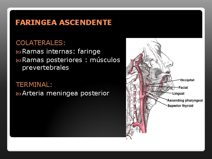 FARINGEA ASCENDENTE COLATERALES: Ramas internas: faringe Ramas posteriores : músculos prevertebrales TERMINAL: Arteria meningea