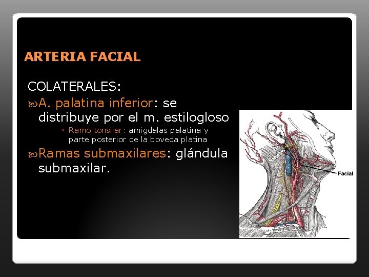 ARTERIA FACIAL COLATERALES: A. palatina inferior: se distribuye por el m. estilogloso ◦ Ramo