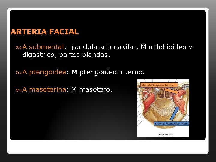 ARTERIA FACIAL A submental: glandula submaxilar, M milohioideo y digastrico, partes blandas. A pterigoidea: