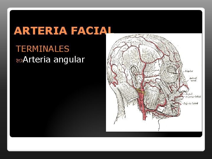 ARTERIA FACIAL TERMINALES Arteria angular 