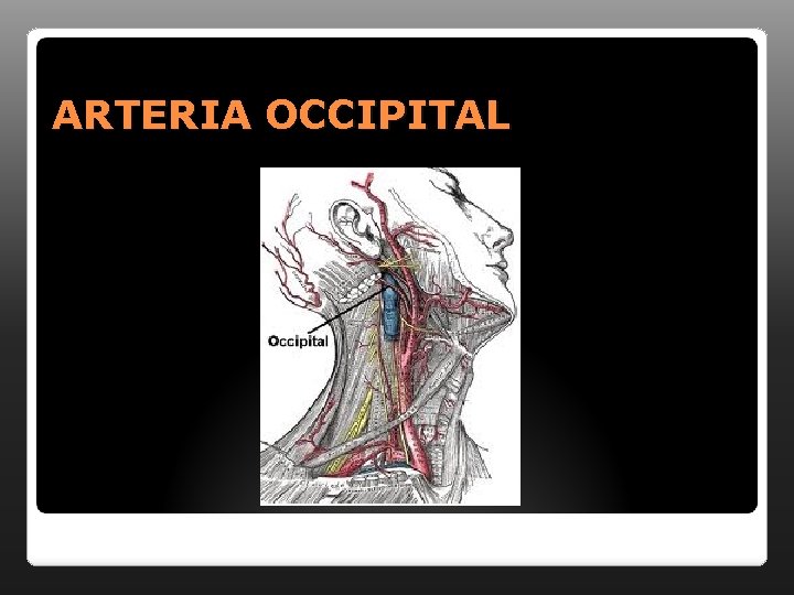 ARTERIA OCCIPITAL 