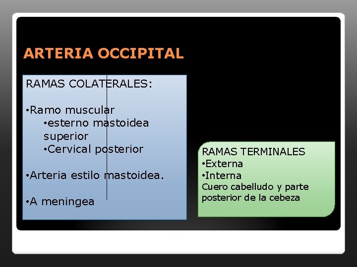 ARTERIA OCCIPITAL RAMAS COLATERALES: • Ramo muscular • esterno mastoidea superior • Cervical posterior